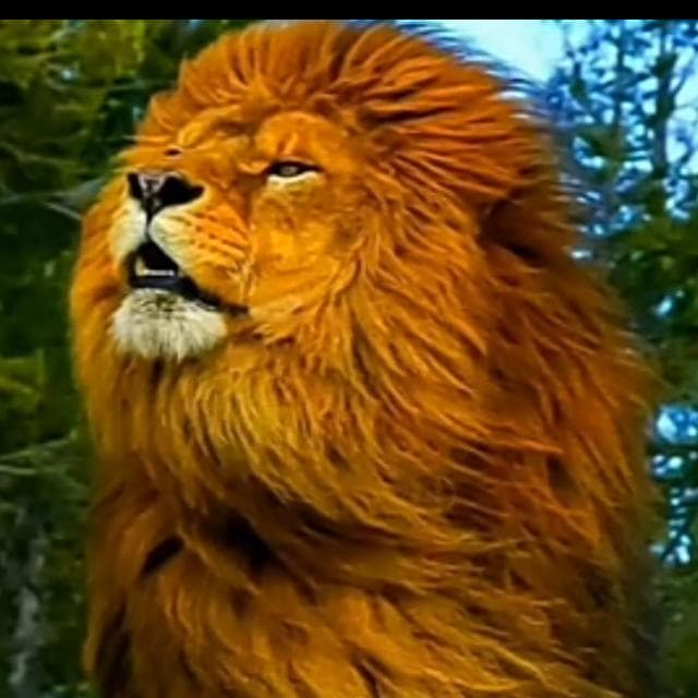 Nonari TIGER