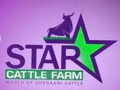 Star Cattle Farm team logo