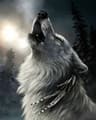 THE  WOLFPACKS