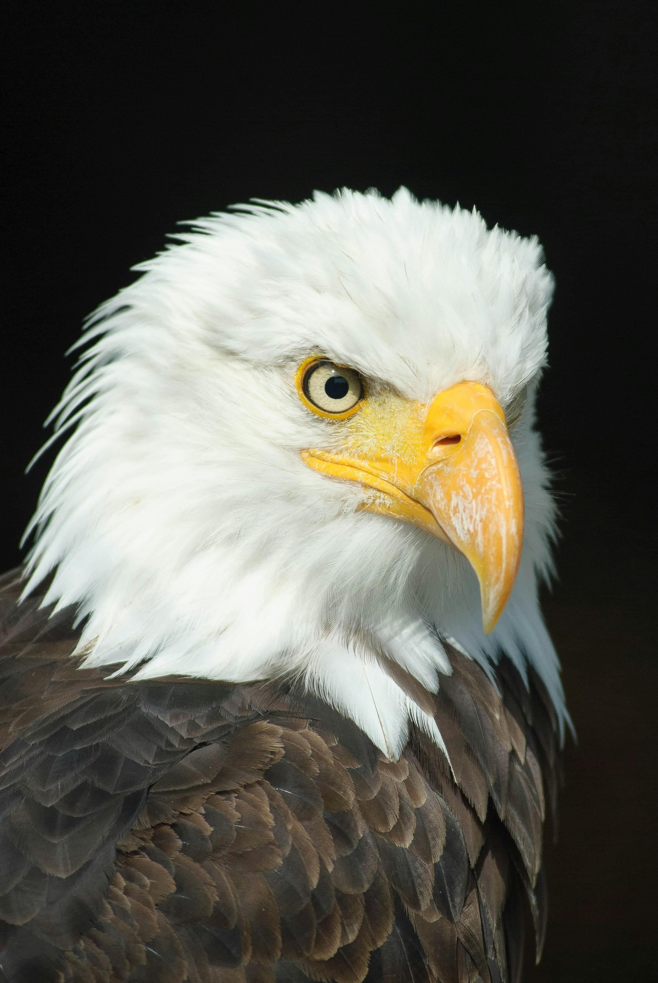 SCA EAGLE