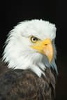 SCA EAGLE