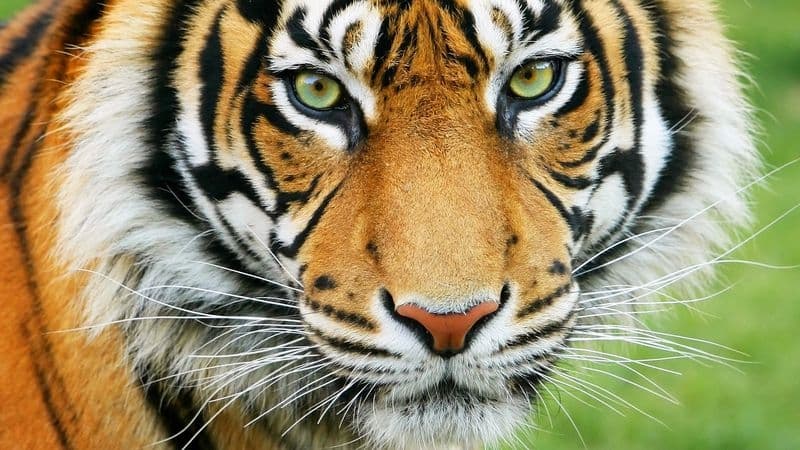 Layyah Tiger