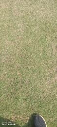 Model Town Green