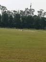 SECRETARIAT XI