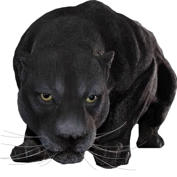 LONG LIFE PANTHER